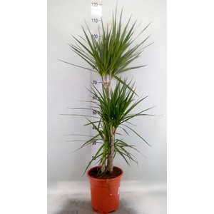 Dracaena marg.
