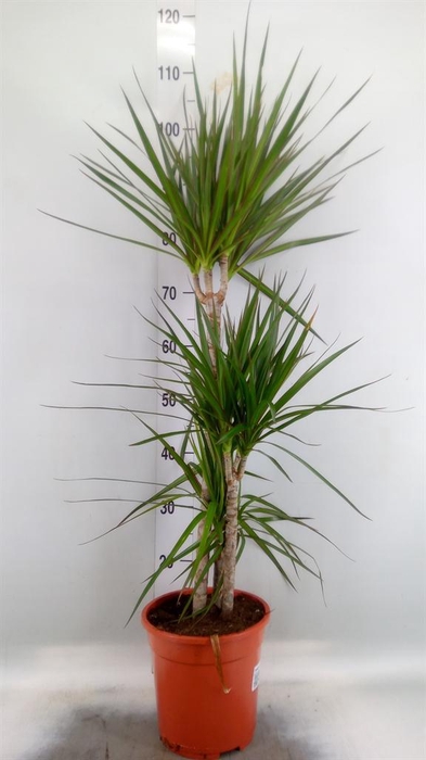 <h4>Dracaena marg.</h4>