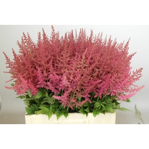 Astilbe Else Schluck Rutgrink