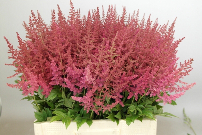 <h4>Astilbe Else Schluck Rutgrink</h4>