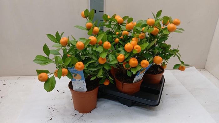 <h4>CITR MICROCARPA</h4>