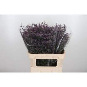 Lim Safora Dark Blue