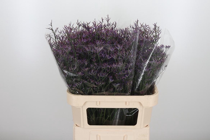 <h4>Lim Safora Dark Blue</h4>