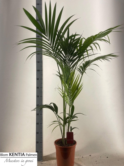 <h4>HOWEA FORSTERIANA</h4>