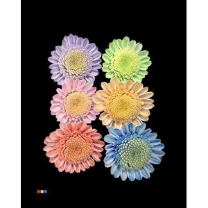 Chr T Stallion Dusty Mix 6 Colors