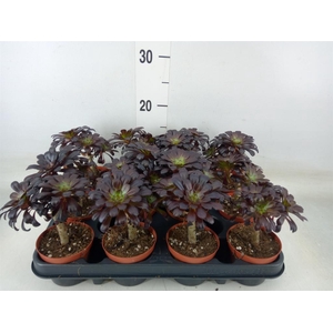 Aeonium arboreum 'Atropurpureum'