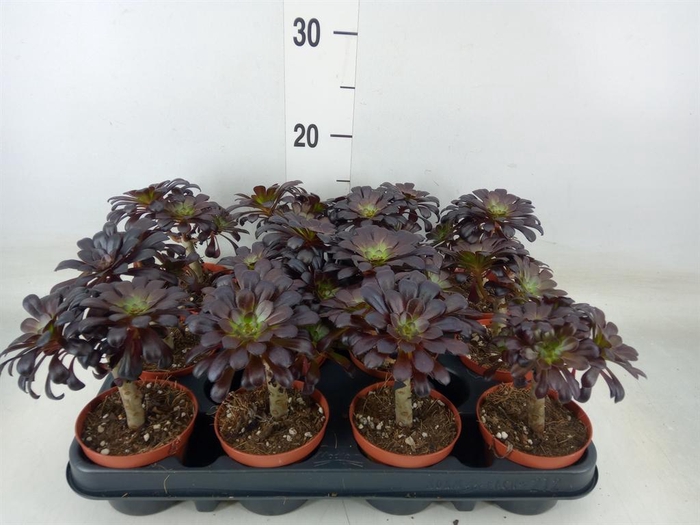 <h4>Aeonium arboreum 'Atropurpureum'</h4>