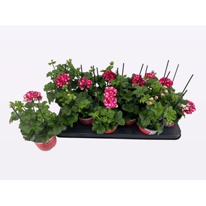 PEL PELT MED L M RED