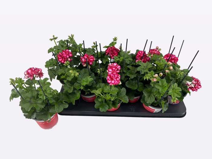 <h4>PEL PELT MED L M RED</h4>