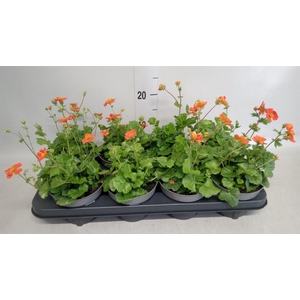 Geum coccineum 'Tosai'