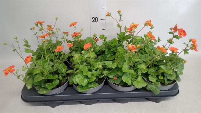 <h4>Geum coccineum 'Tosai'</h4>