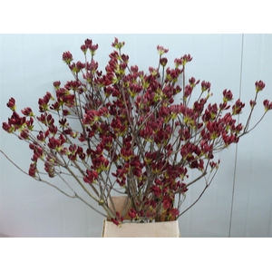 Rhodo ( Azalea ) Red 120cm P Stem
