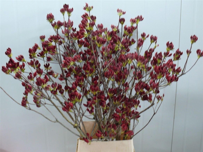 <h4>Rhodo ( Azalea ) Red 120cm P Stem</h4>