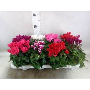 Cyclamen KL 'Compact'