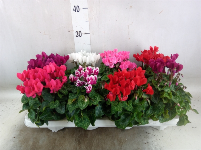 <h4>Cyclamen KL 'Compact'</h4>