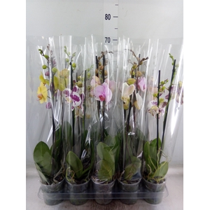 Phalaenopsis   ...mix  5