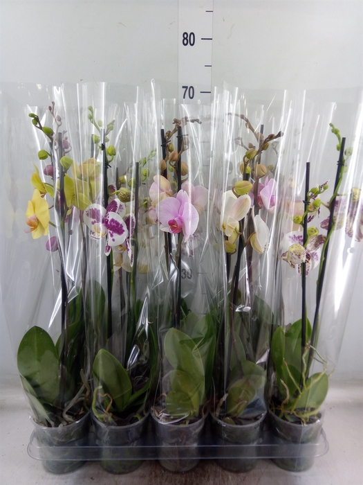 <h4>Phalaenopsis   ...mix  5</h4>