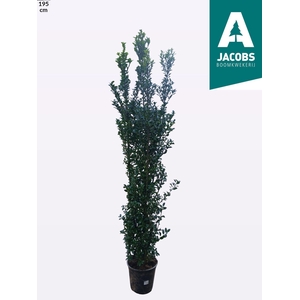 ILEX MESERVEAE