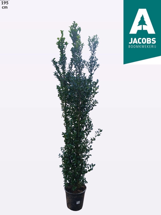 <h4>ILEX MESERVEAE</h4>