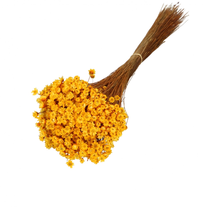 <h4>Droogbloem Glixia 40cm 50g</h4>