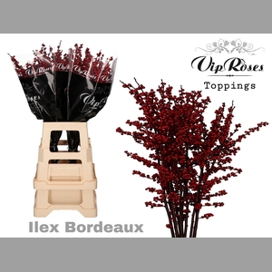 ILEX BORDEAUX 80 cm