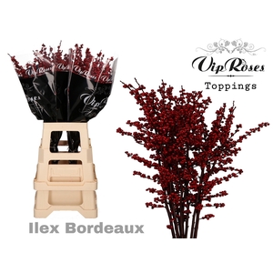 ILEX BORDEAUX 60 cm