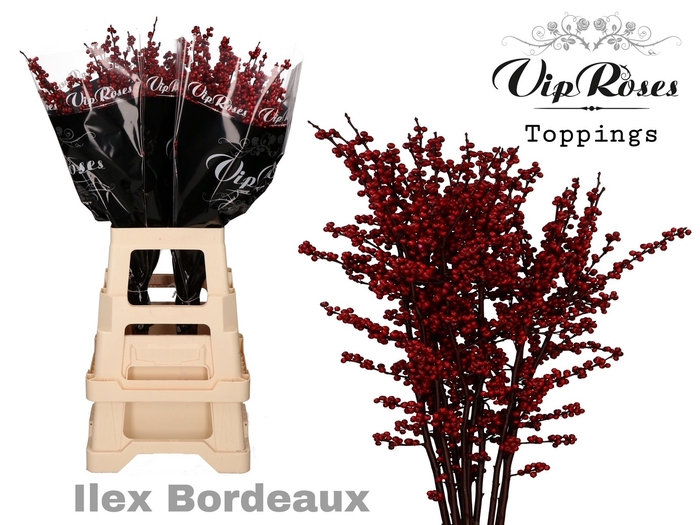 <h4>ILEX BORDEAUX 80 cm</h4>