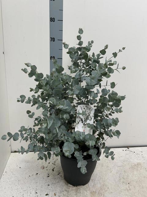 <h4>EUCAL GU BLUE ICE</h4>