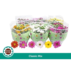 Chrysanthemum gemengd 5klr.