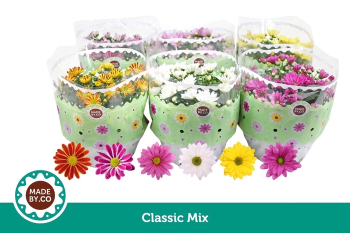 <h4>Chrysanthemum gemengd 5klr.</h4>