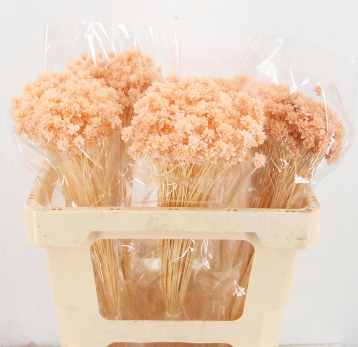 <h4>DROOGBL BEWERKT H%</h4>