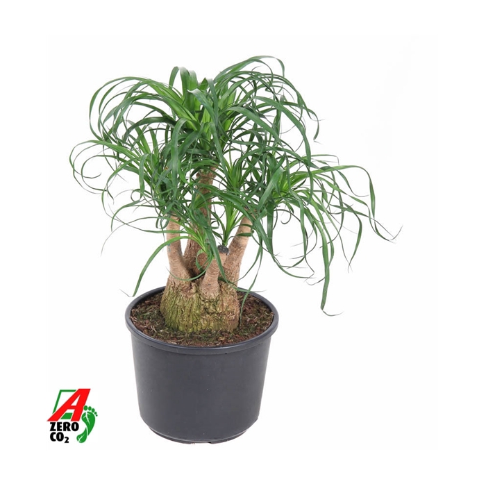 <h4>Beaucarnea vertakt P27 - 1ft</h4>