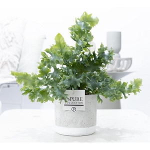 Phlebo Davana Keramiek Jade