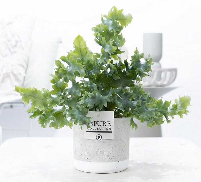 <h4>Phlebodium Davana in P&PURE Jade ceramics</h4>