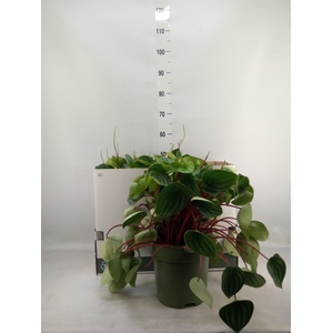 Peperomia argyreia