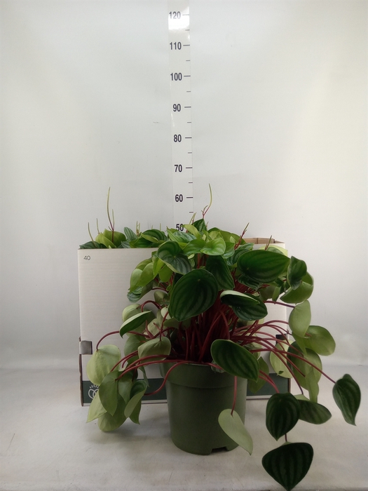 <h4>Peperomia argyreia</h4>