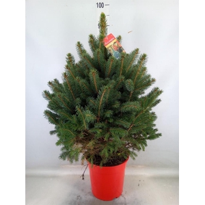 Picea pungens 'Super Blue'