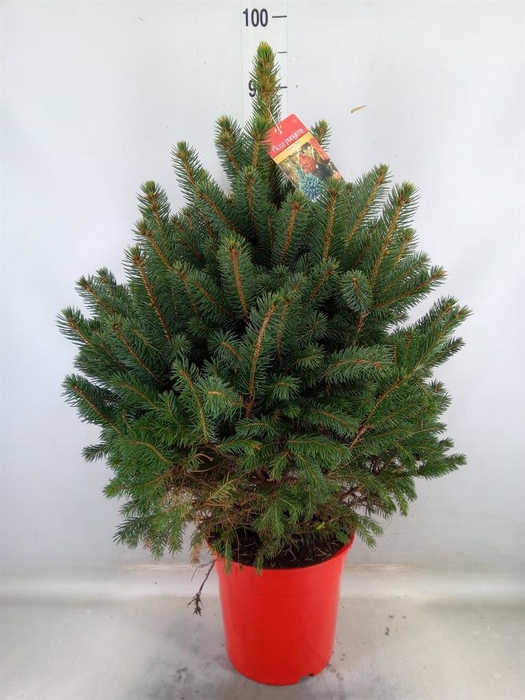 <h4>Picea pungens 'Super Blue'</h4>