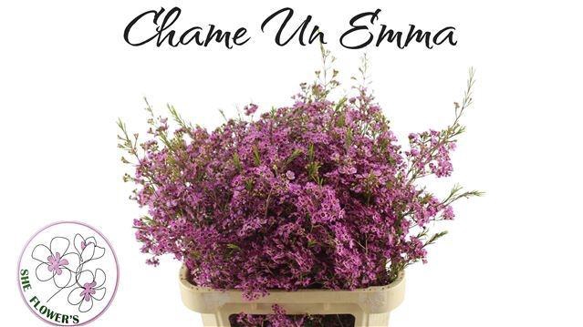 <h4>CHAME UN EMMA</h4>