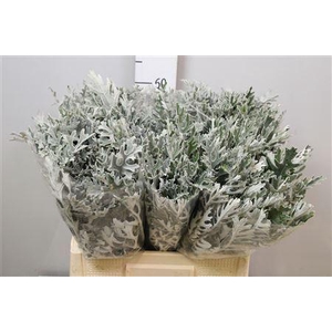 Jacobaea maritima
