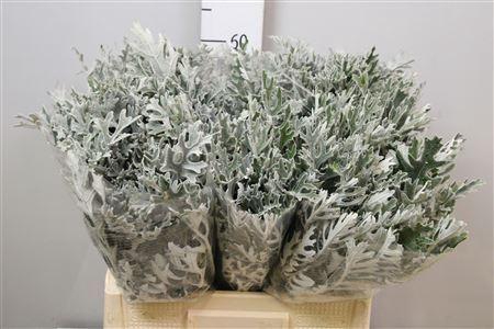 <h4>Jacobaea maritima</h4>