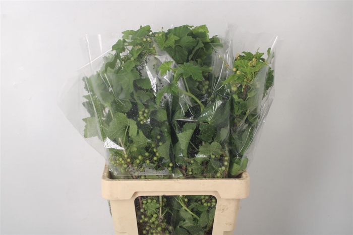 <h4>Ribes Per Bunch</h4>
