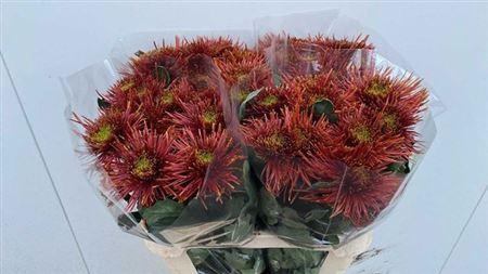 <h4>Chr G Chispa</h4>