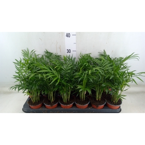 Chamaedorea elegans