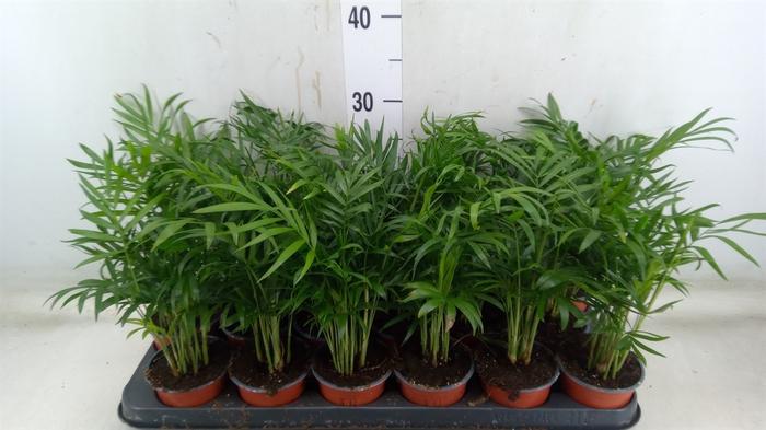 <h4>Chamaedorea elegans</h4>