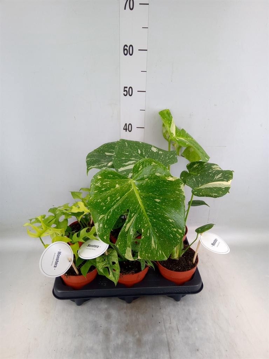 <h4>Monstera ...</h4>