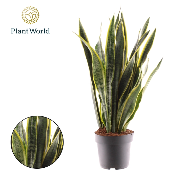 <h4>Sansevieria Laurentii</h4>