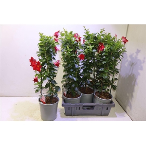 arr8 Mande Sun Red