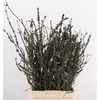 Larix Cone Bunch 70cm