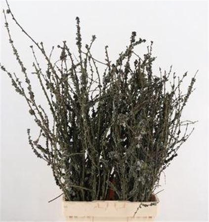 Larix Cone Bunch 70cm